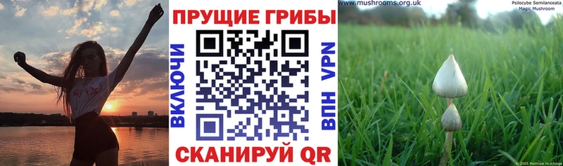 Галлюциногенные грибы мухоморы  купить наркотики цена  кракен ONION  Гдов 